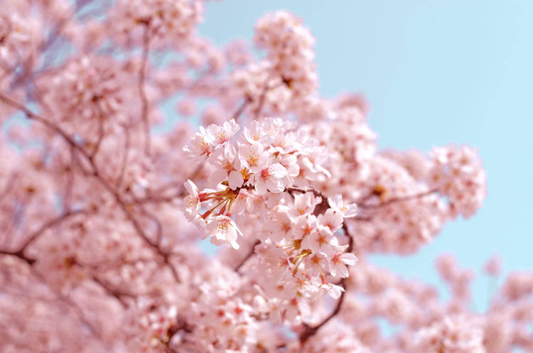 Spring